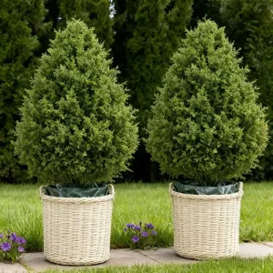 Cedar Topiary Trees-2 Pack - Thumbnail Image 6